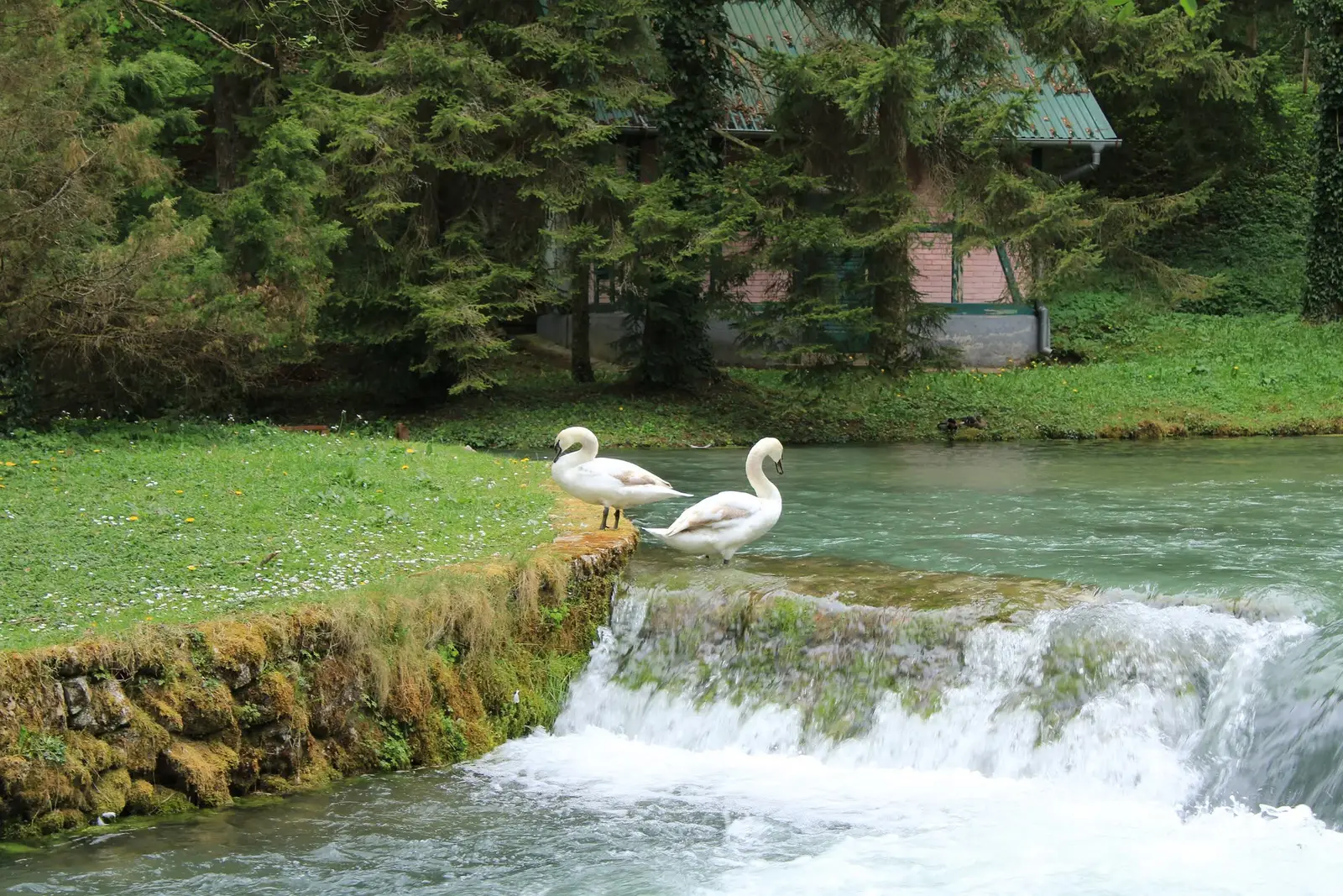 Swans at Vrelo Bosne, Ilidža